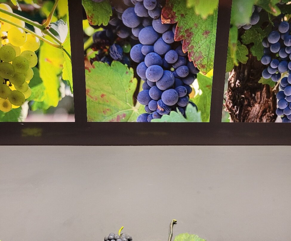 Museo de la Vid y el Vino-卡法亚特必去景点