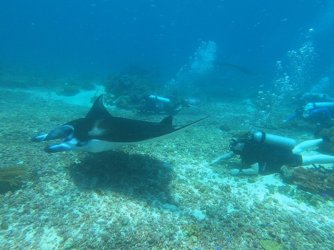 Wet Frog Divers-Labuan Bajo必去景点