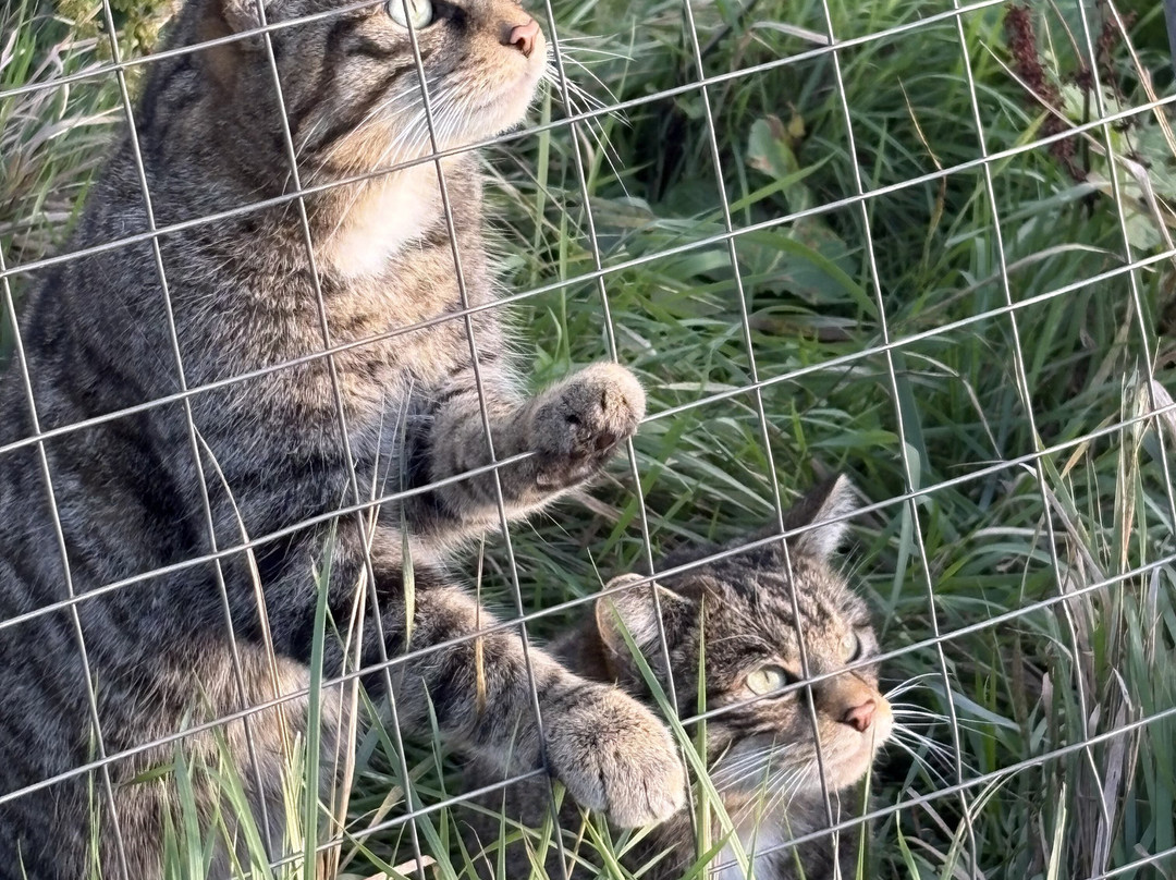 Ark Wildlife Park & Exotic Animal Sanctuary-Stickney必去景点