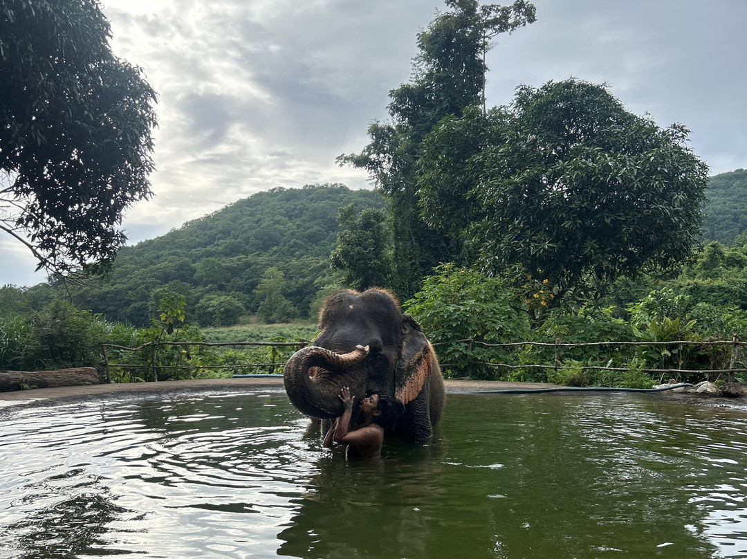 Pattaya Elephant Sanctuary-Bang Sare必去景点