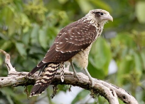 Amazon Discovery-伊基托斯必去景点