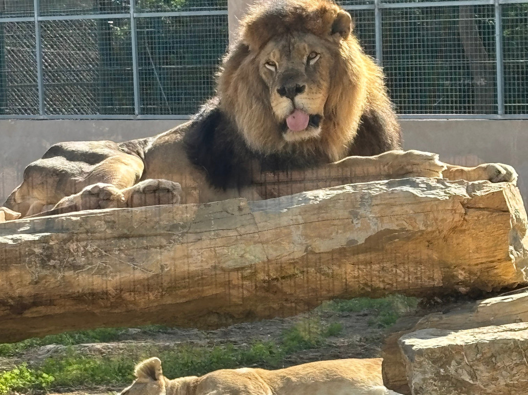 Safari Zoo Mallorca-萨可马必去景点