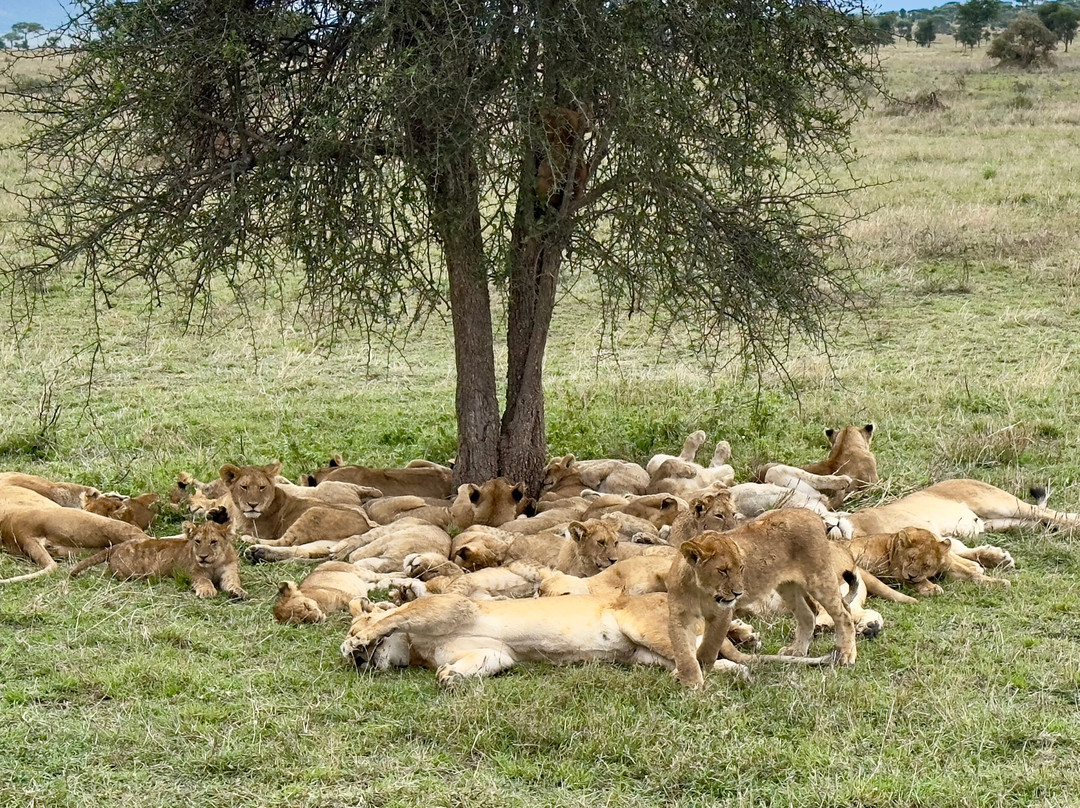 African Pangolin Safaris-Dar es Salaam必去景点