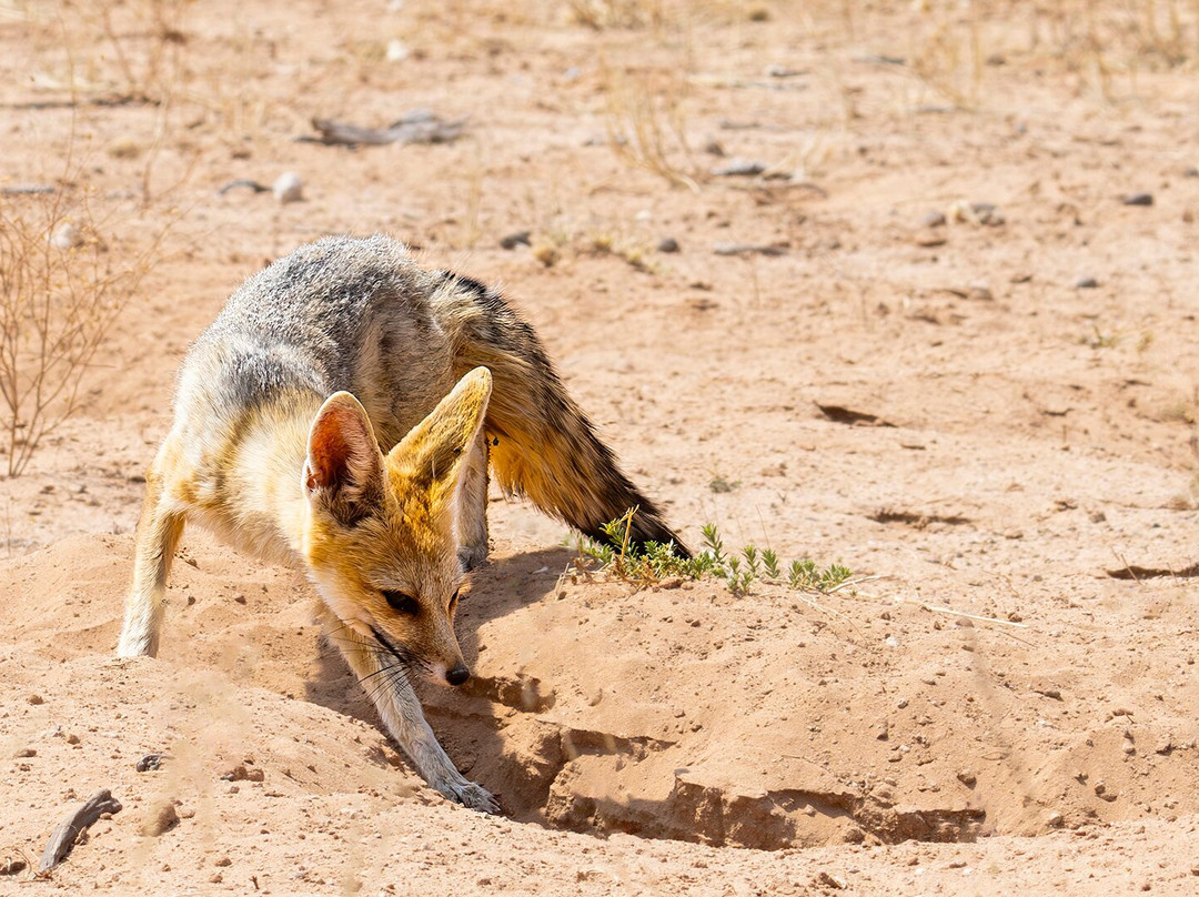 Kalahari Safaris - Desert Explorers-阿平顿必去景点