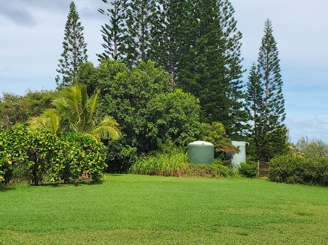 Hawaiian Organic Noni-基拉韦厄必去景点