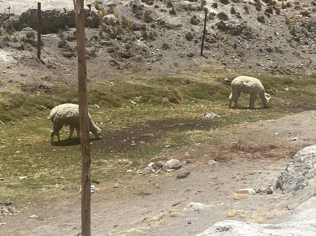 Salinas y Aguada Blanca National Reserve-阿雷基帕必去景点