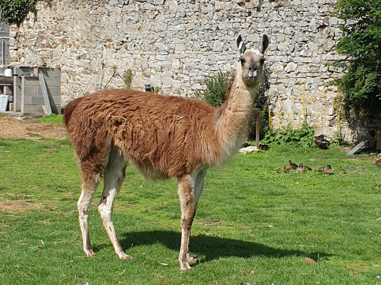 Holidays-Normandy-Nicorps必去景点