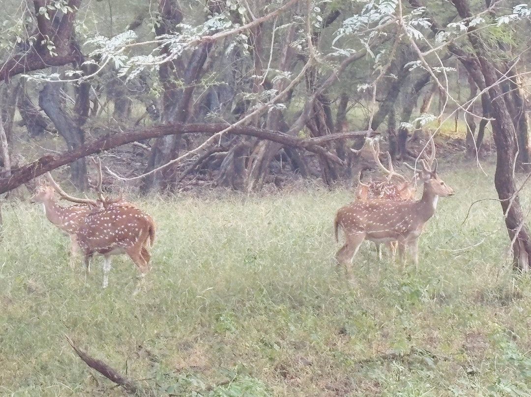 Book My Ranthambore-瑟瓦伊马托布尔必去景点
