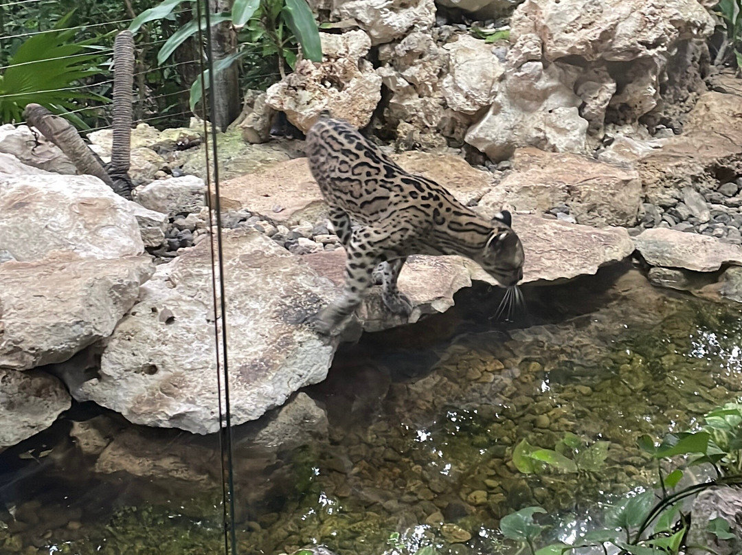 Croco Cun Zoo-从莫雷洛斯港必去景点