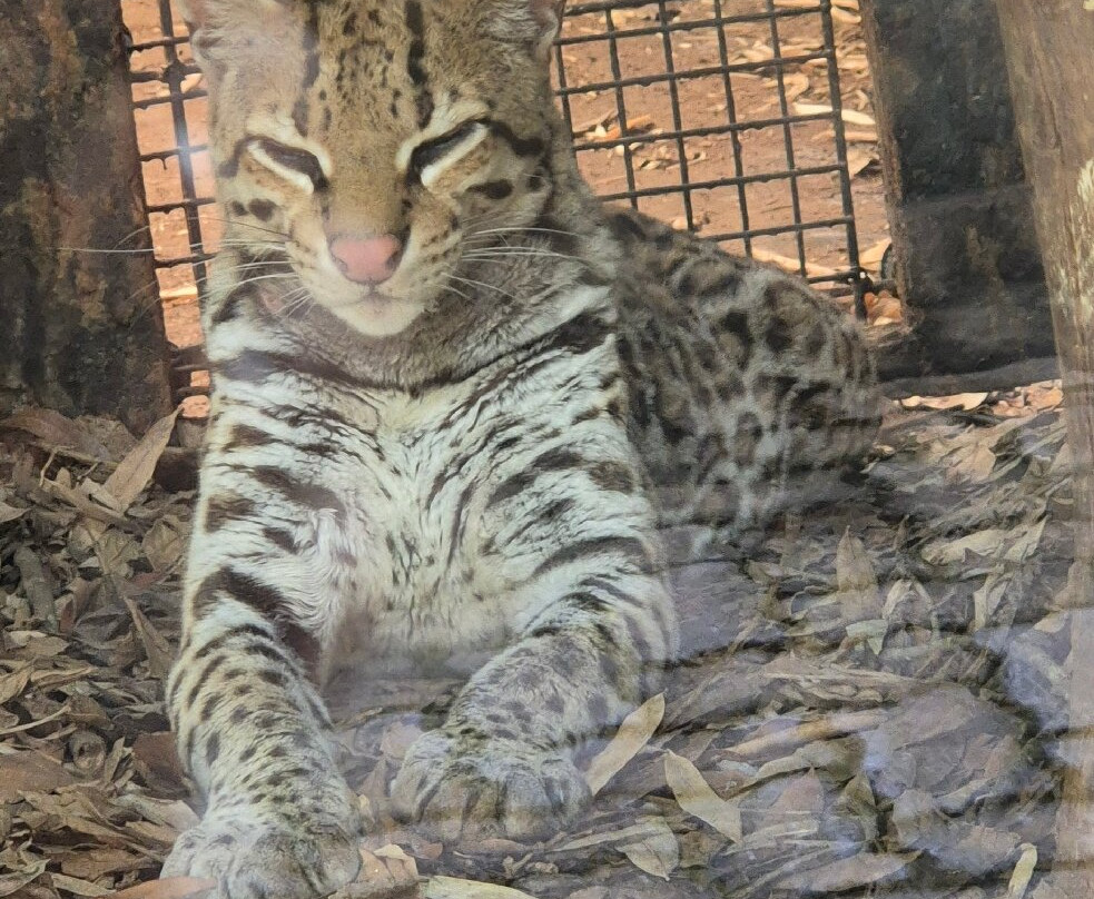 Gramadozoo-格拉玛多必去景点