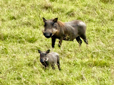 Long Way Expeditions-阿鲁沙必去景点