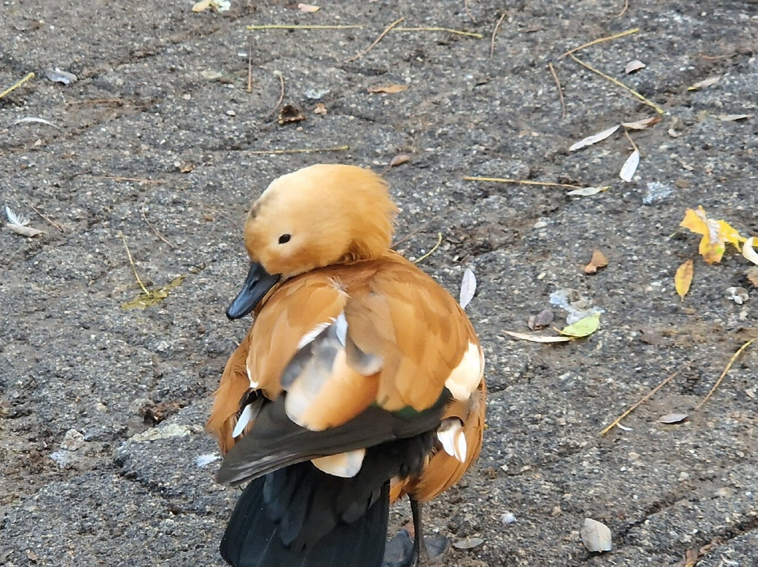 Chisinau Zoo-基希讷乌必去景点