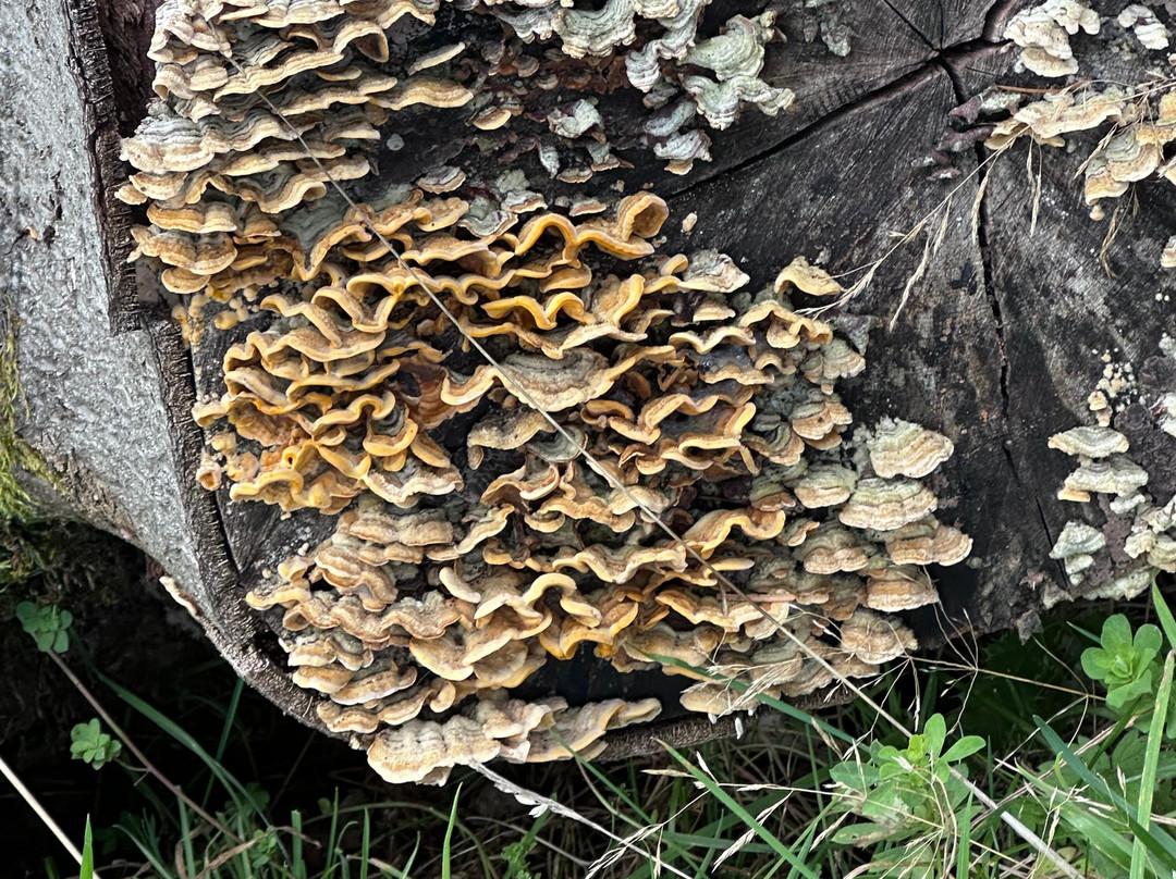 The Hermitage-Dunkeld必去景点