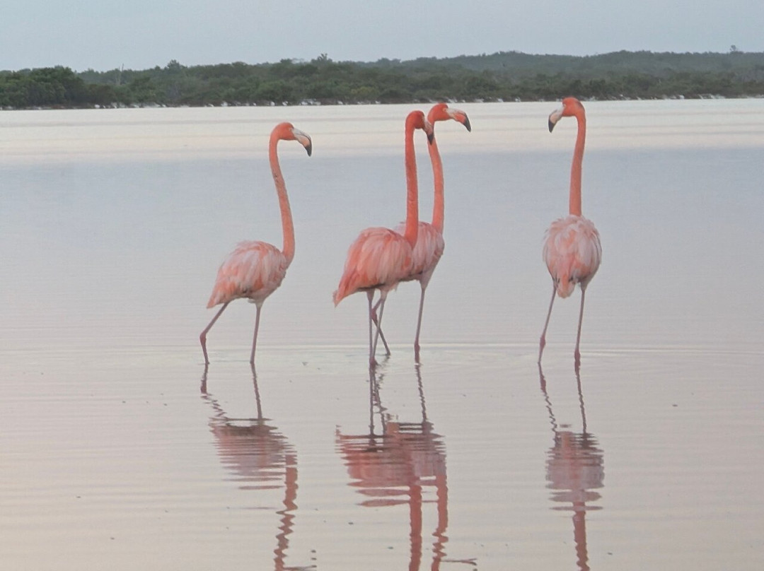 Boat Trip Rio Lagartos-里奥拉加托斯必去景点