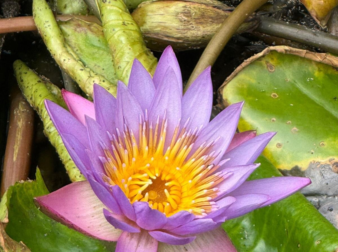 Lal Lanka Tours-Kaduwela必去景点