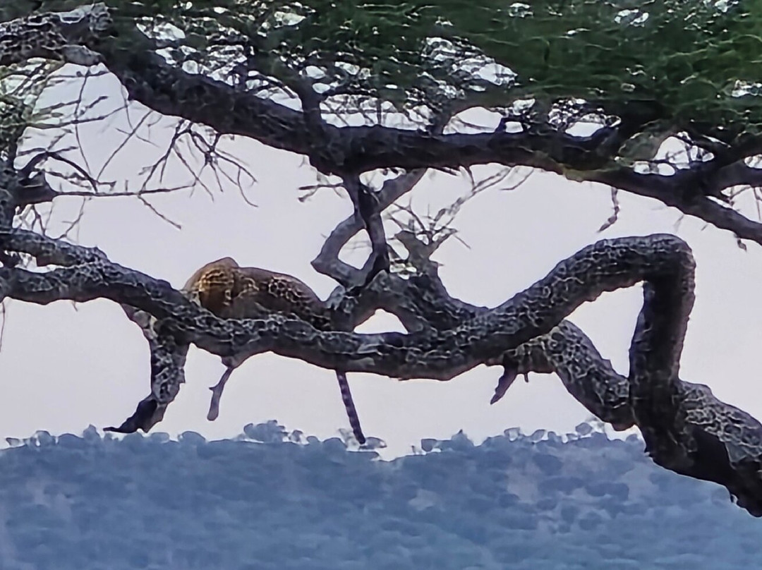Meijo Safaris-阿鲁沙区必去景点