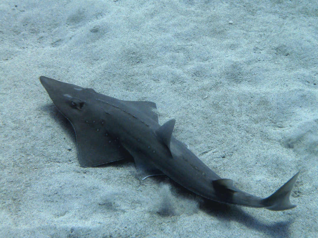 Just Diving-Bain Boeuf必去景点
