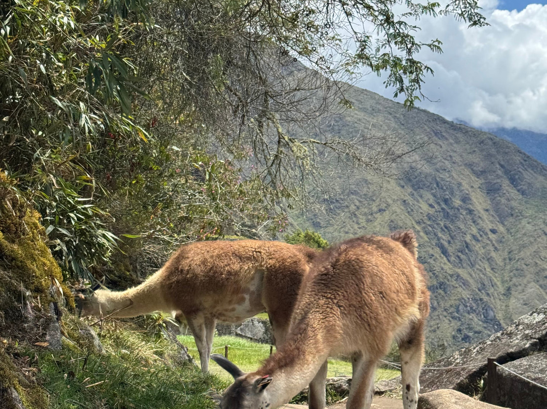 SAM Travel Peru-库斯科必去景点