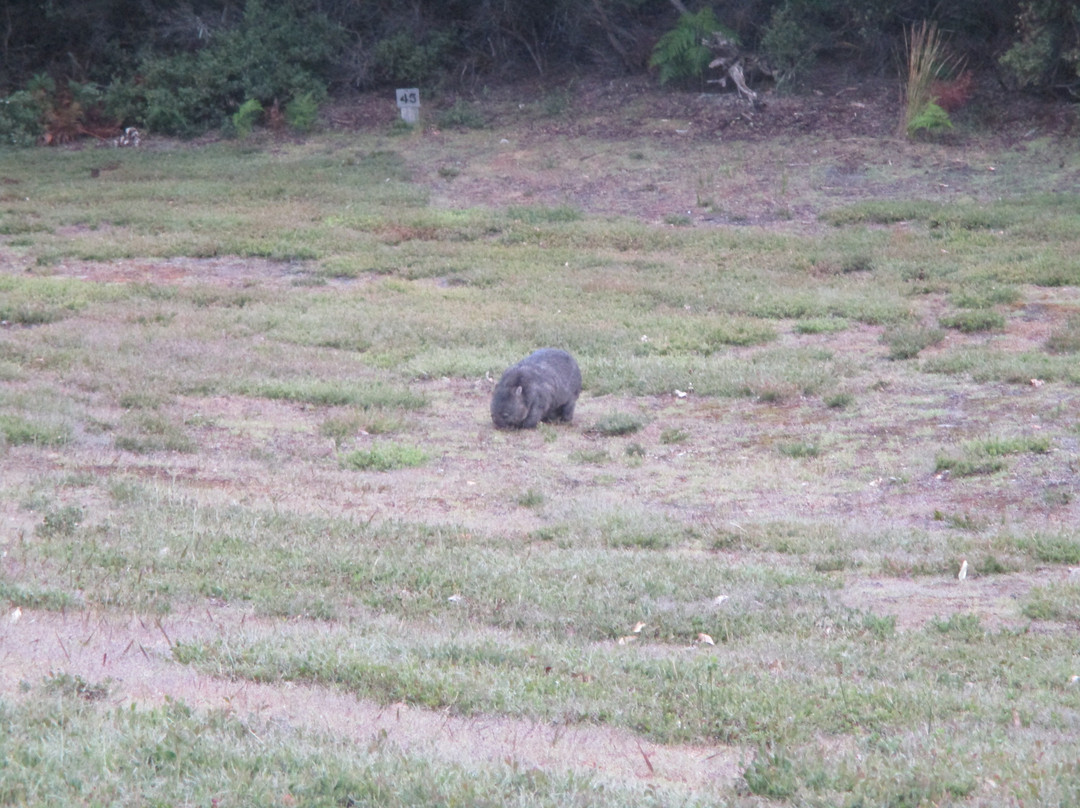 Arthur-Pieman Conservation Area-Arthur River必去景点