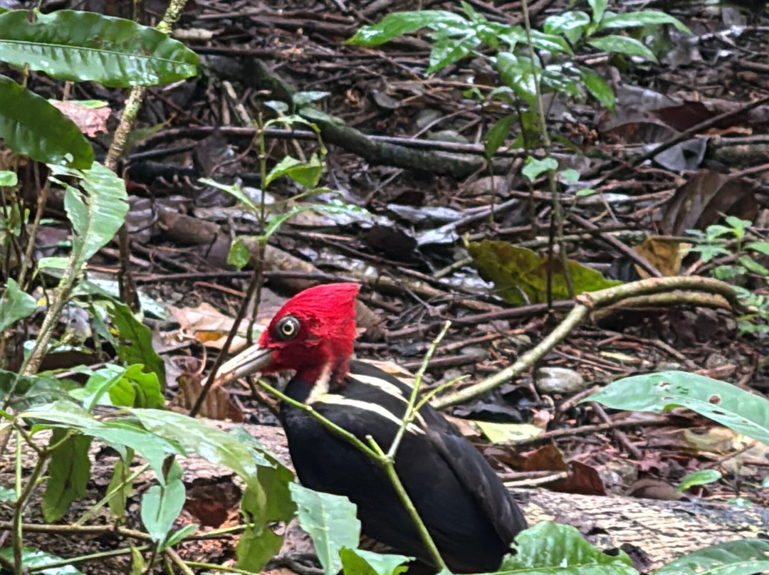 Surcos Tours-希门尼斯港必去景点