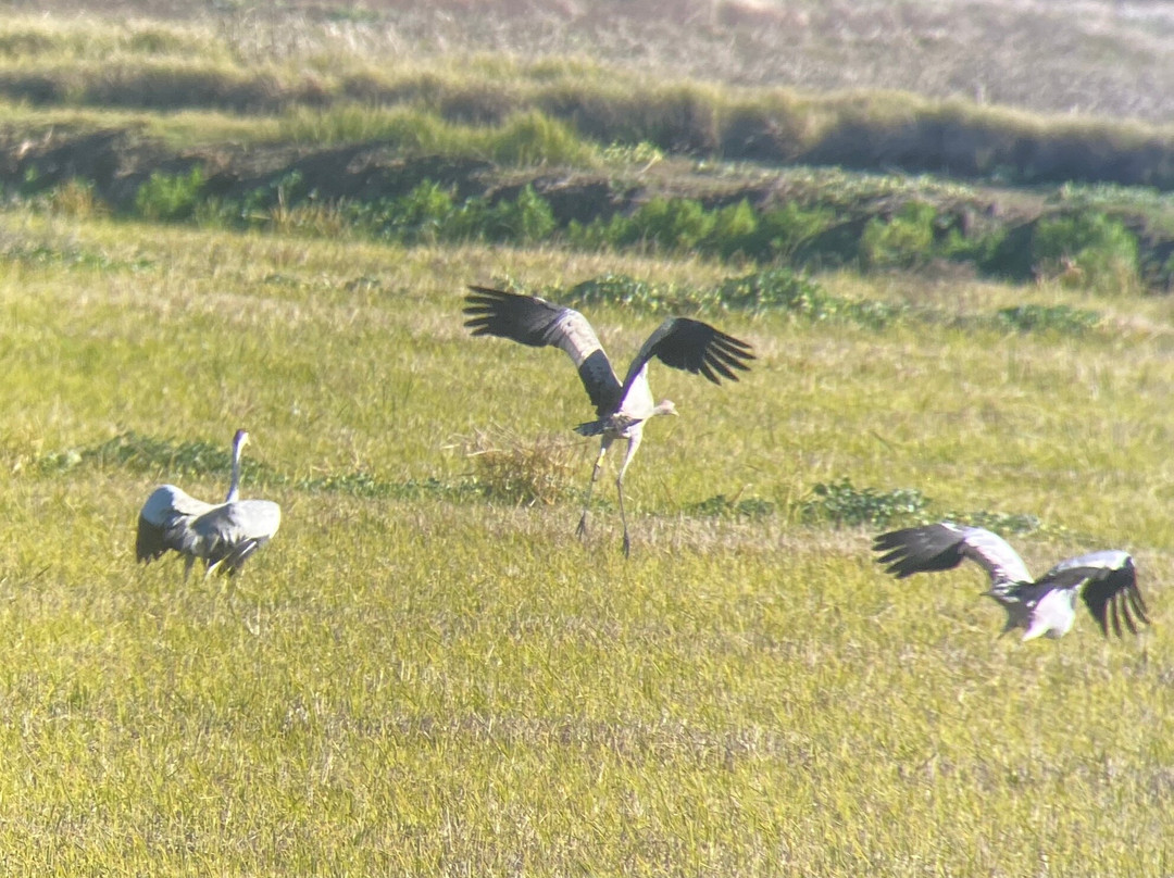 Birding The Strait-塔里法必去景点