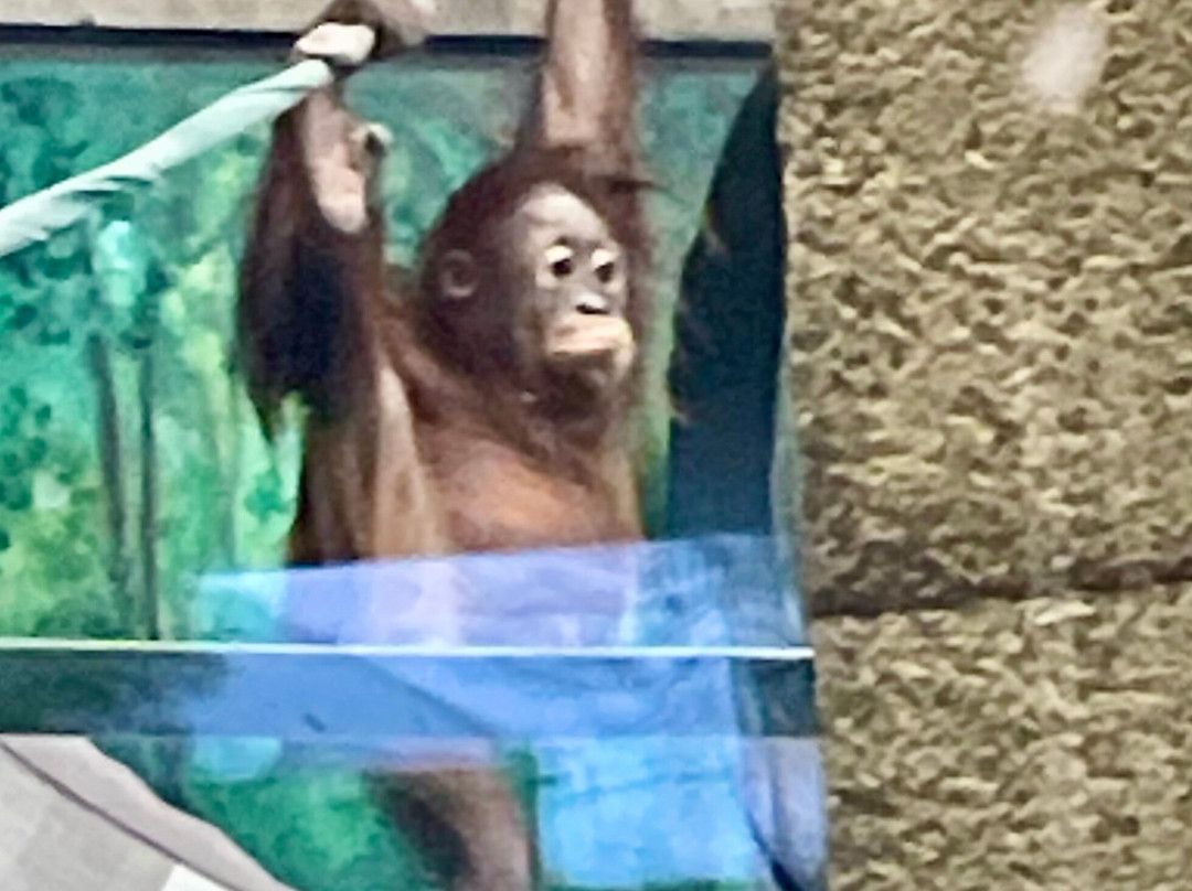 哥伦布动物园-Powell必去景点