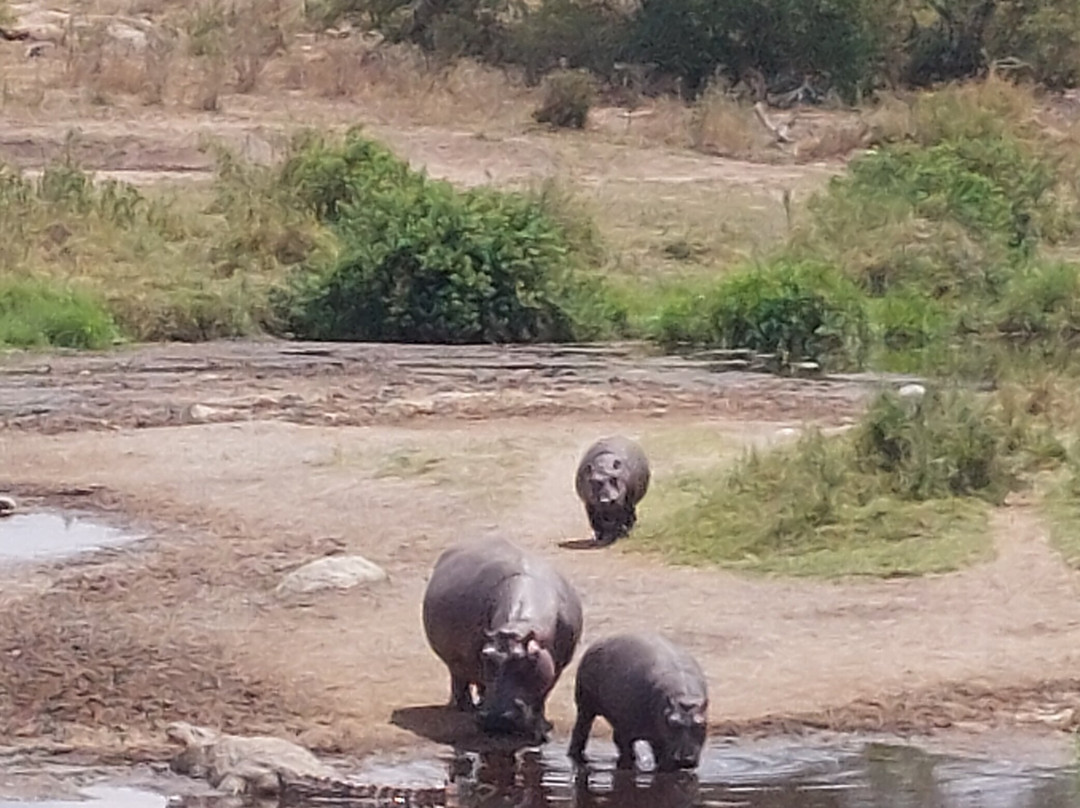 Predators Safari Club-阿鲁沙必去景点