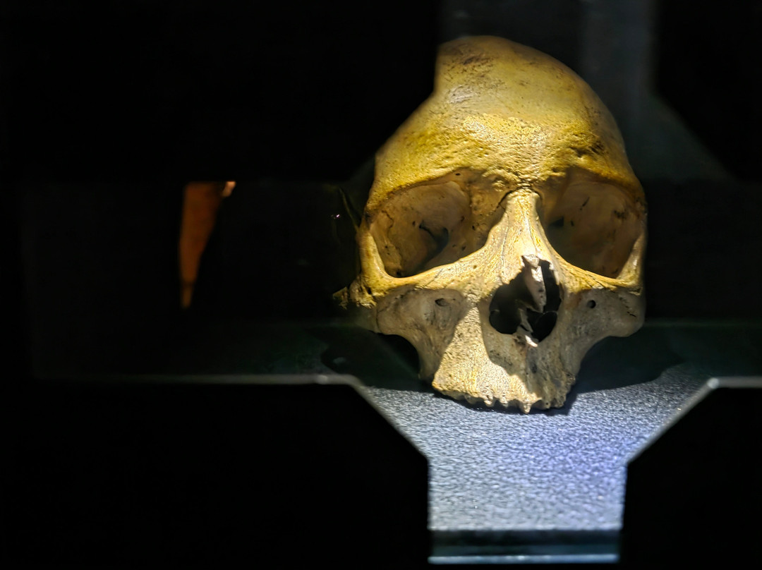 Pokrajinski muzej Celje-Celje必去景点