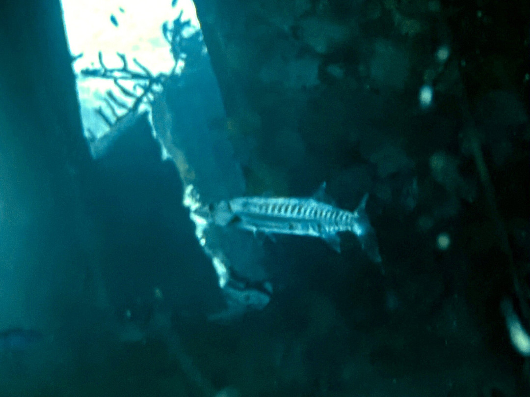 Dressel Divers Playa Del Carmen-普拉亚德尔卡曼必去景点