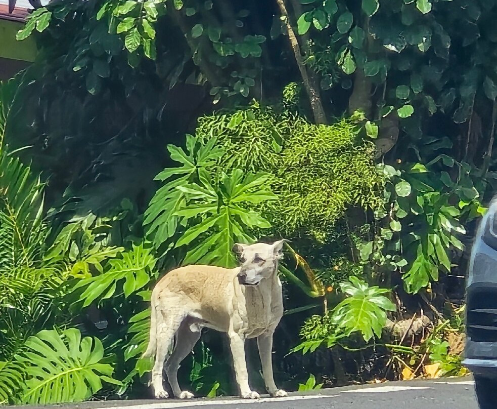 Maraa Grotto-大溪地必去景点