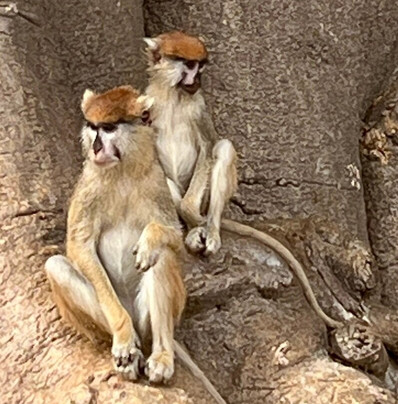 Almamy Badiane Tours-达喀尔必去景点