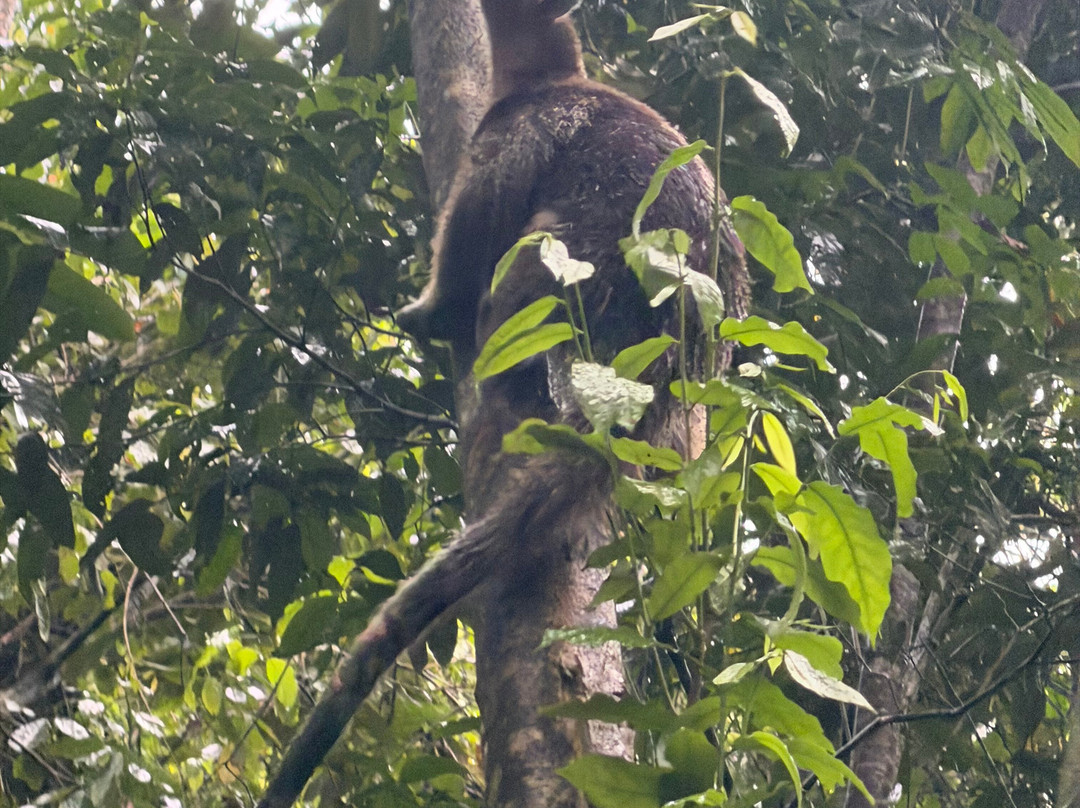 Rainforest Chronicles-希门尼斯港必去景点