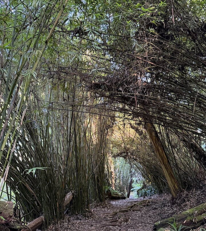 Kona Cloud Forest Sanctuary-凯鲁瓦-柯纳必去景点