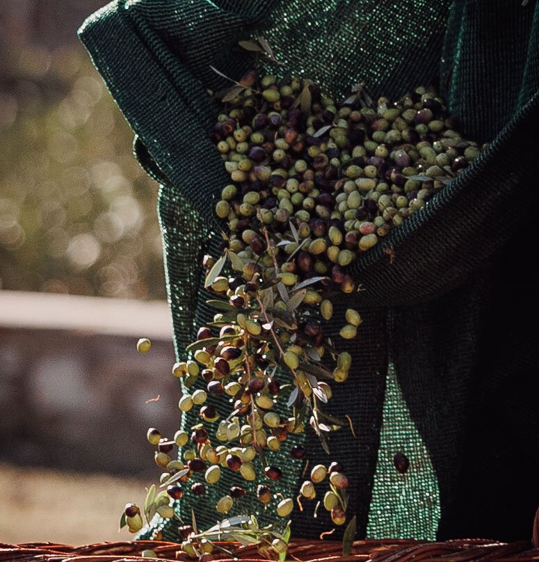 Eggares Olive Press Museum-Eggares必去景点