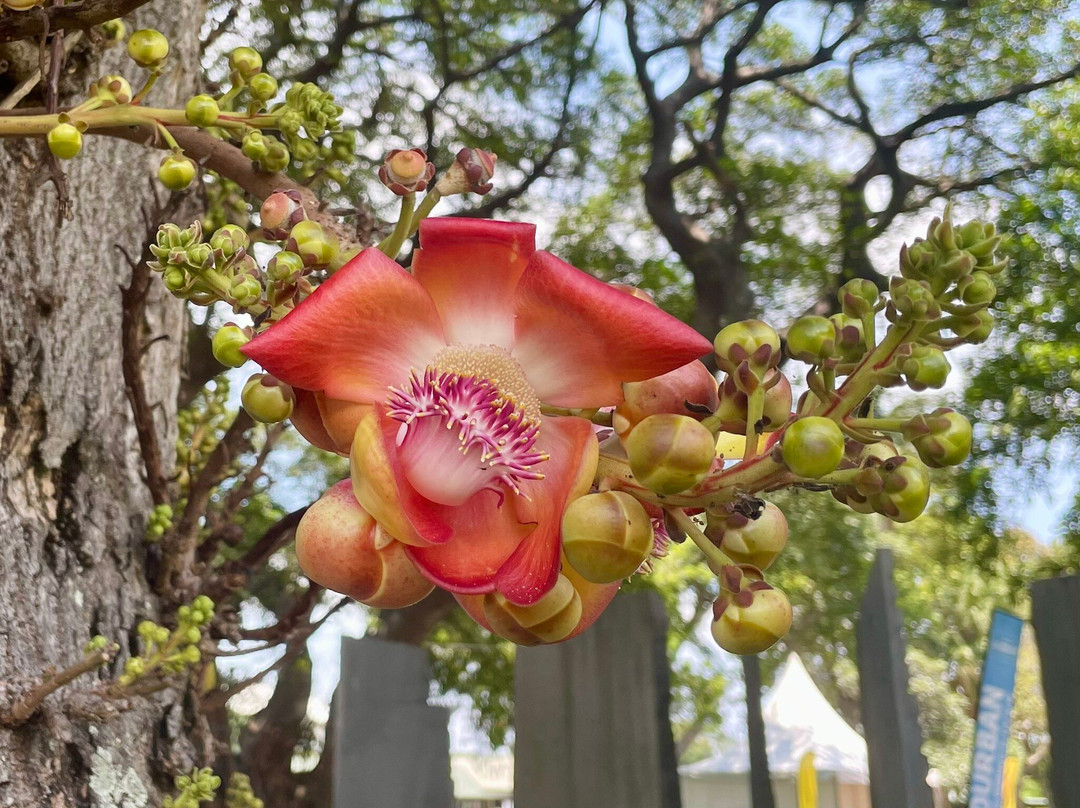 Durban Botanic Gardens-德班必去景点