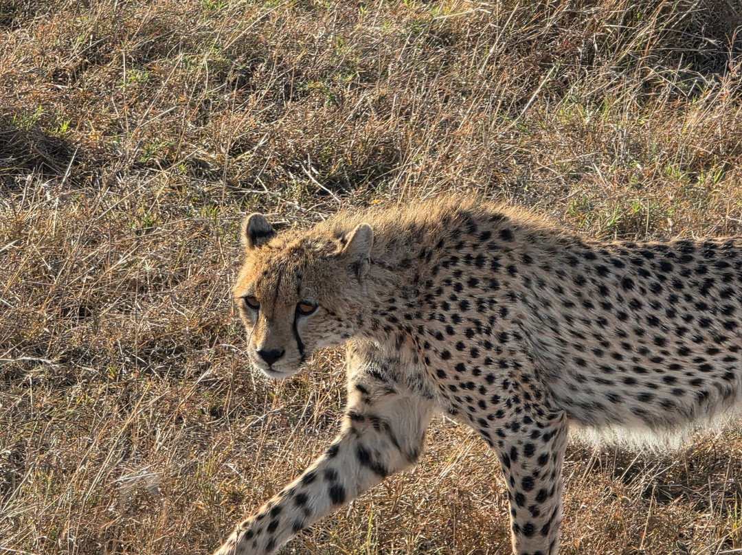 Unlimited Expeditions - The Soul Of Tanzania-阿鲁沙必去景点