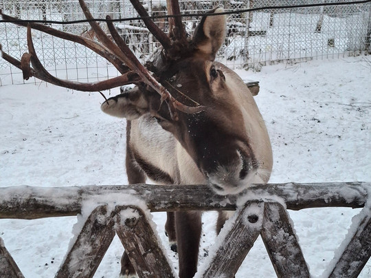 Levi Huskypark-Kongas必去景点
