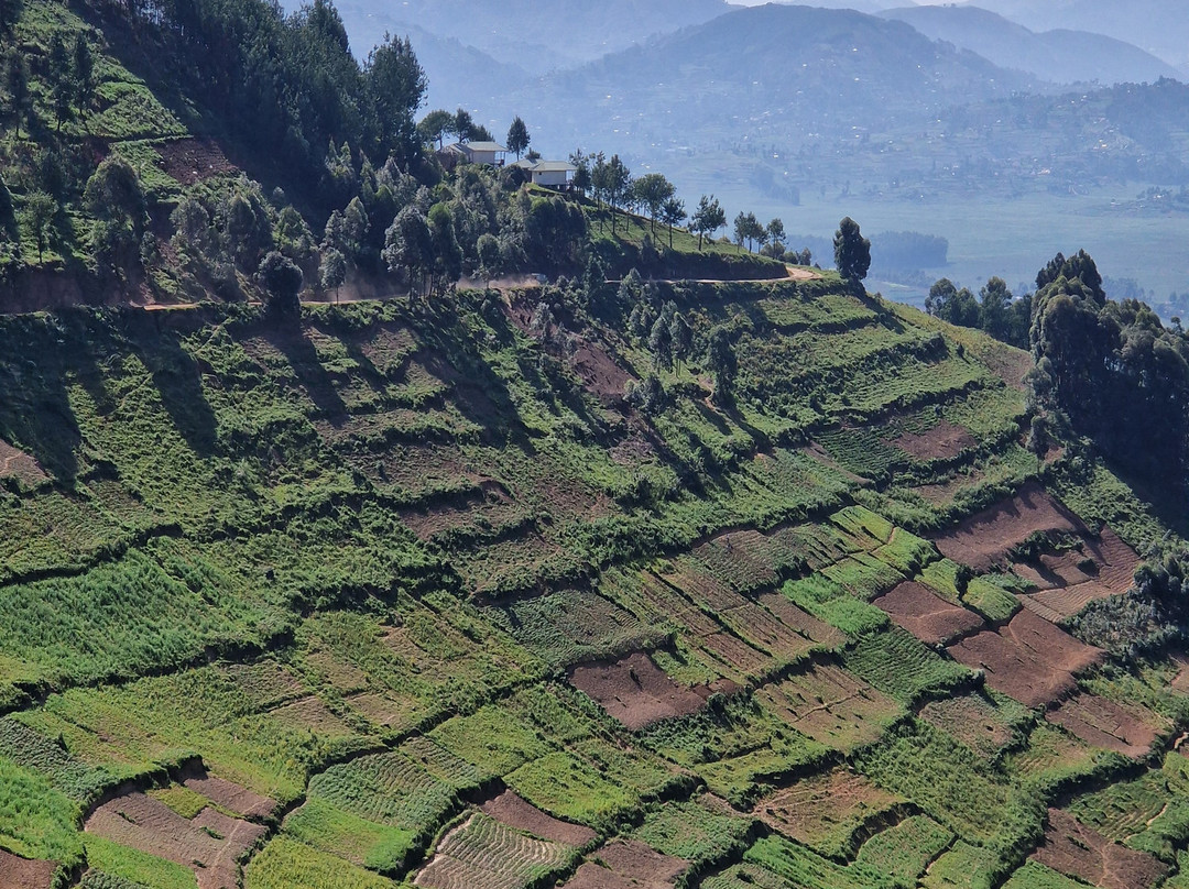 Gorilla Tour Booking Safaris-坎帕拉必去景点