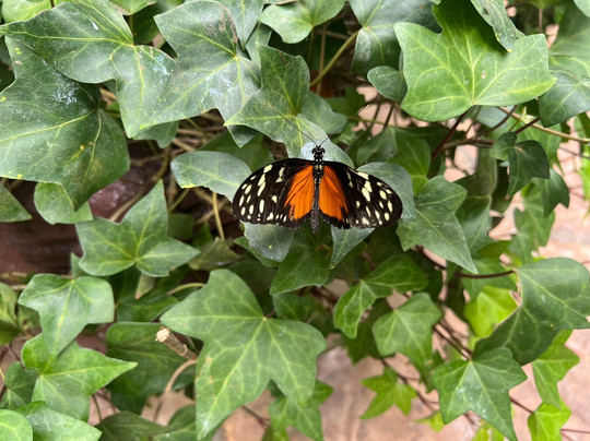 Costa Rica Expeditions-圣何塞必去景点