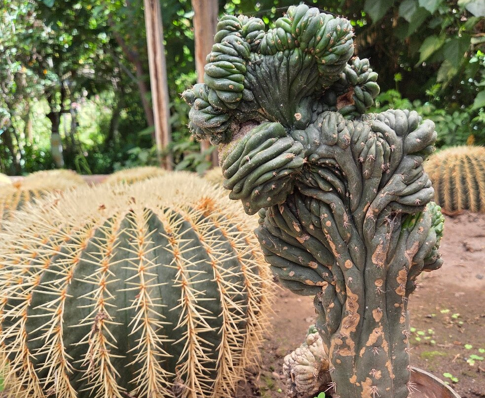 Jardin Botanico Pisac-Pisac必去景点