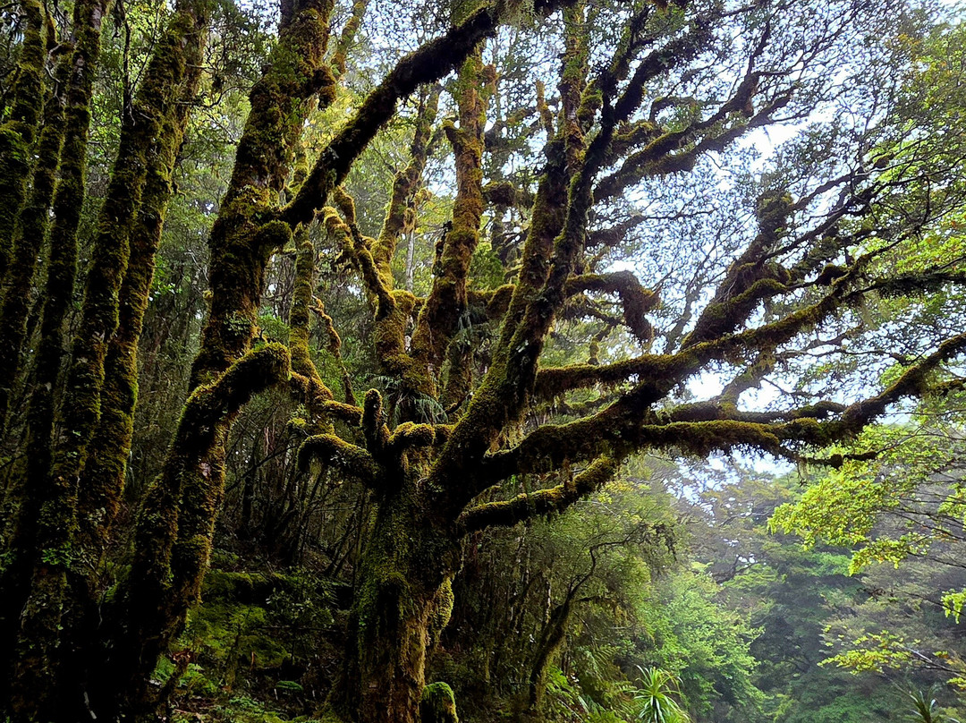 The Old Ghost Road-韦斯特波特必去景点
