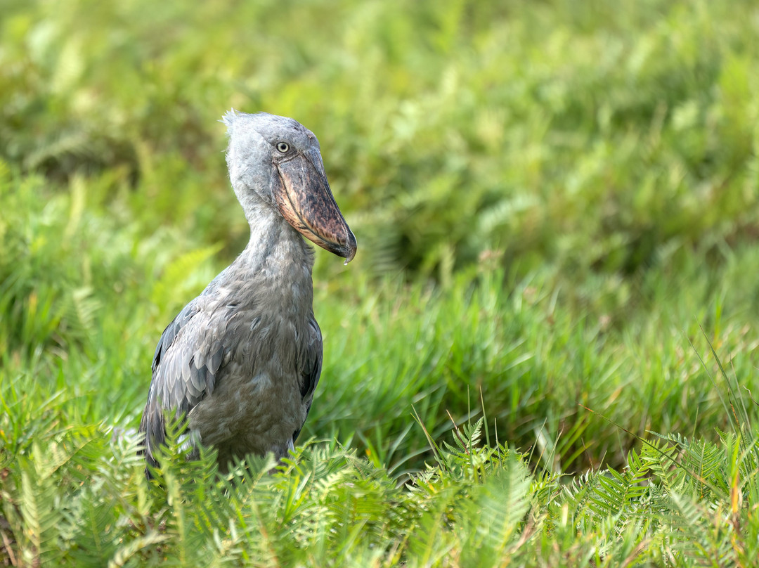 Cisticola Birding and  Nature Tours Uganda-恩德培必去景点