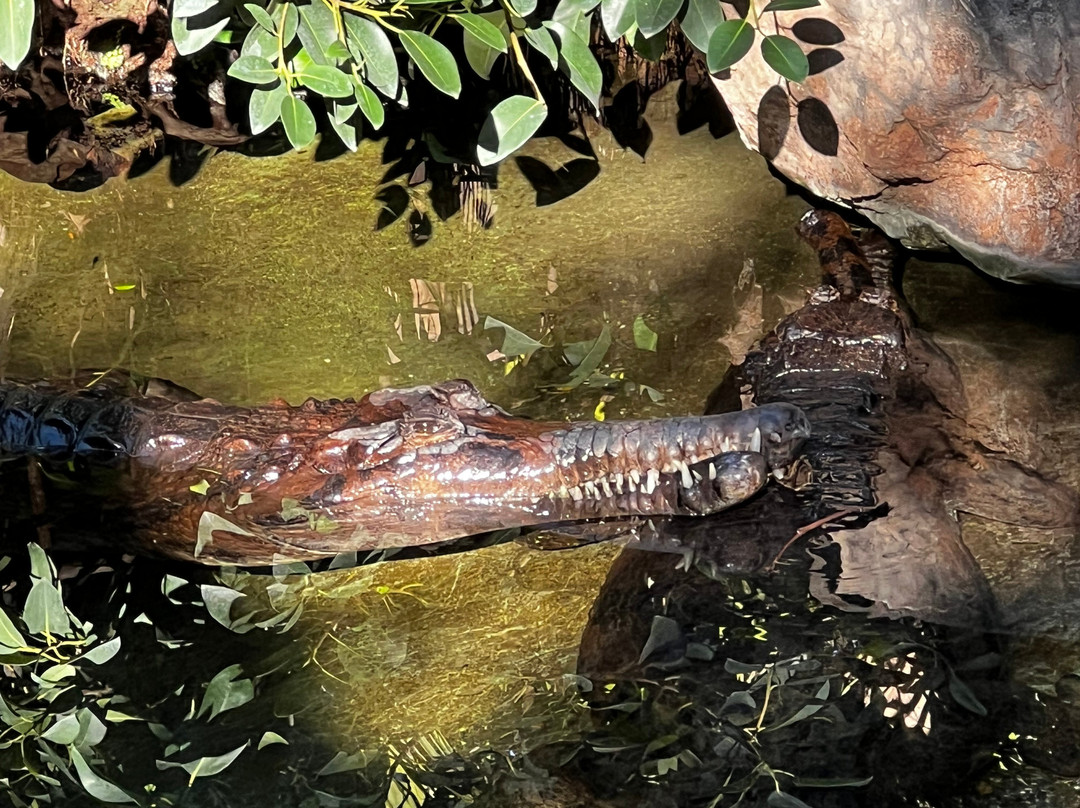 Bioparc Fuengirola-福恩吉罗拉必去景点