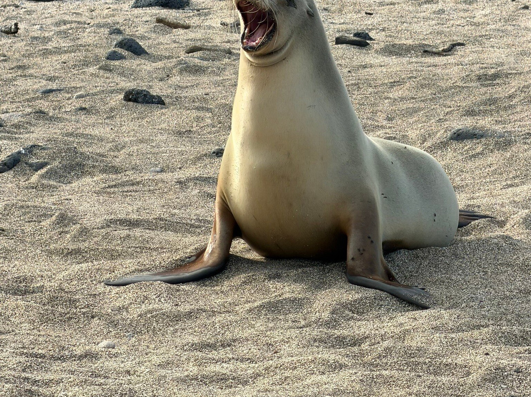 Fragata Yacht-Baltra必去景点