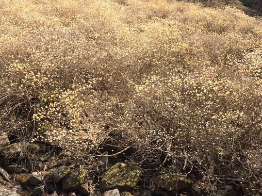 Mushiidani no Mitsumata Colony-安艺高田市必去景点