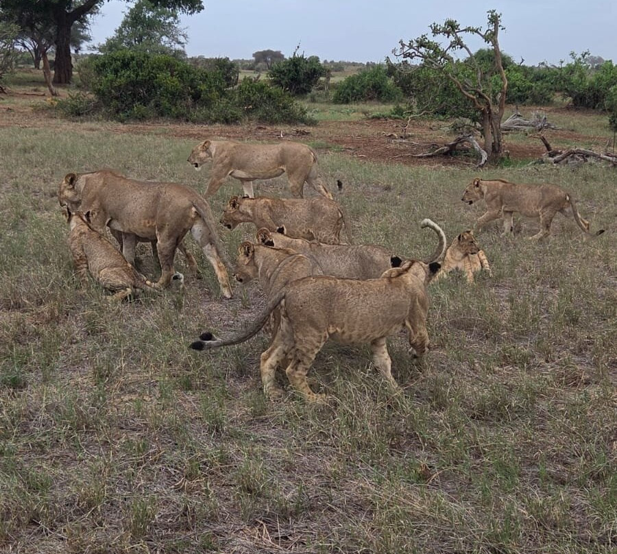 Discovery Kenya con Fragola-瓦塔木必去景点