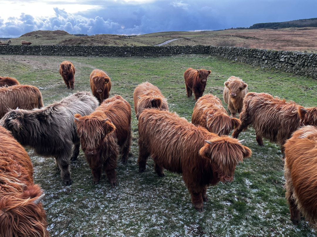 Kitchen Coos & Ewes-New Luce必去景点