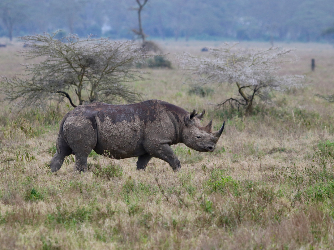 Native Afrika Voyages-内罗毕必去景点