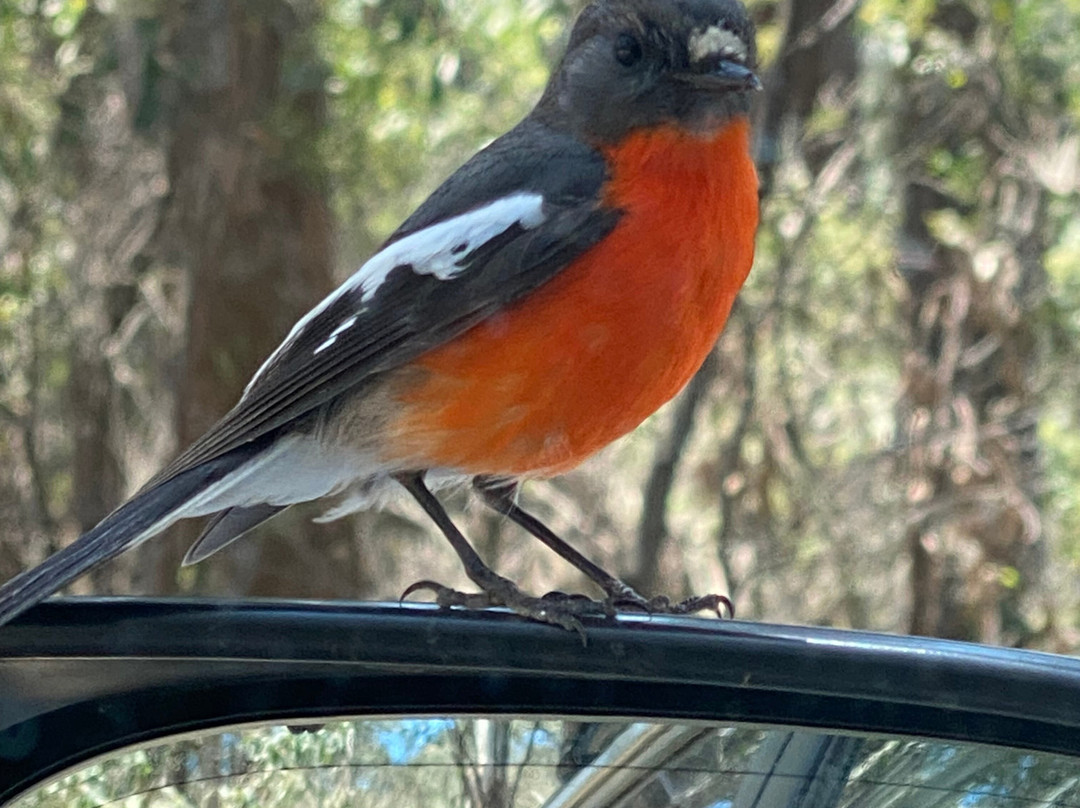 High Country Scenic Tours-曼斯菲尔德必去景点