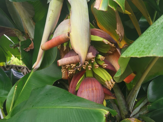 Tizardin-红地必去景点